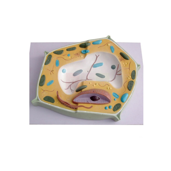 Plant Cell Model